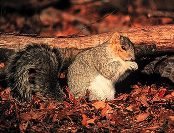 Refocussed squirrel image